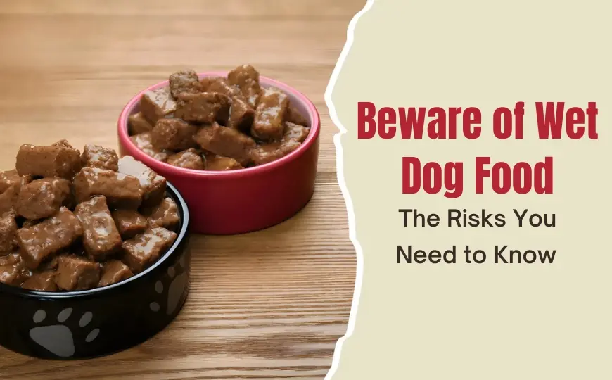 The 14 Major Disadvantages Of Wet Dog Food